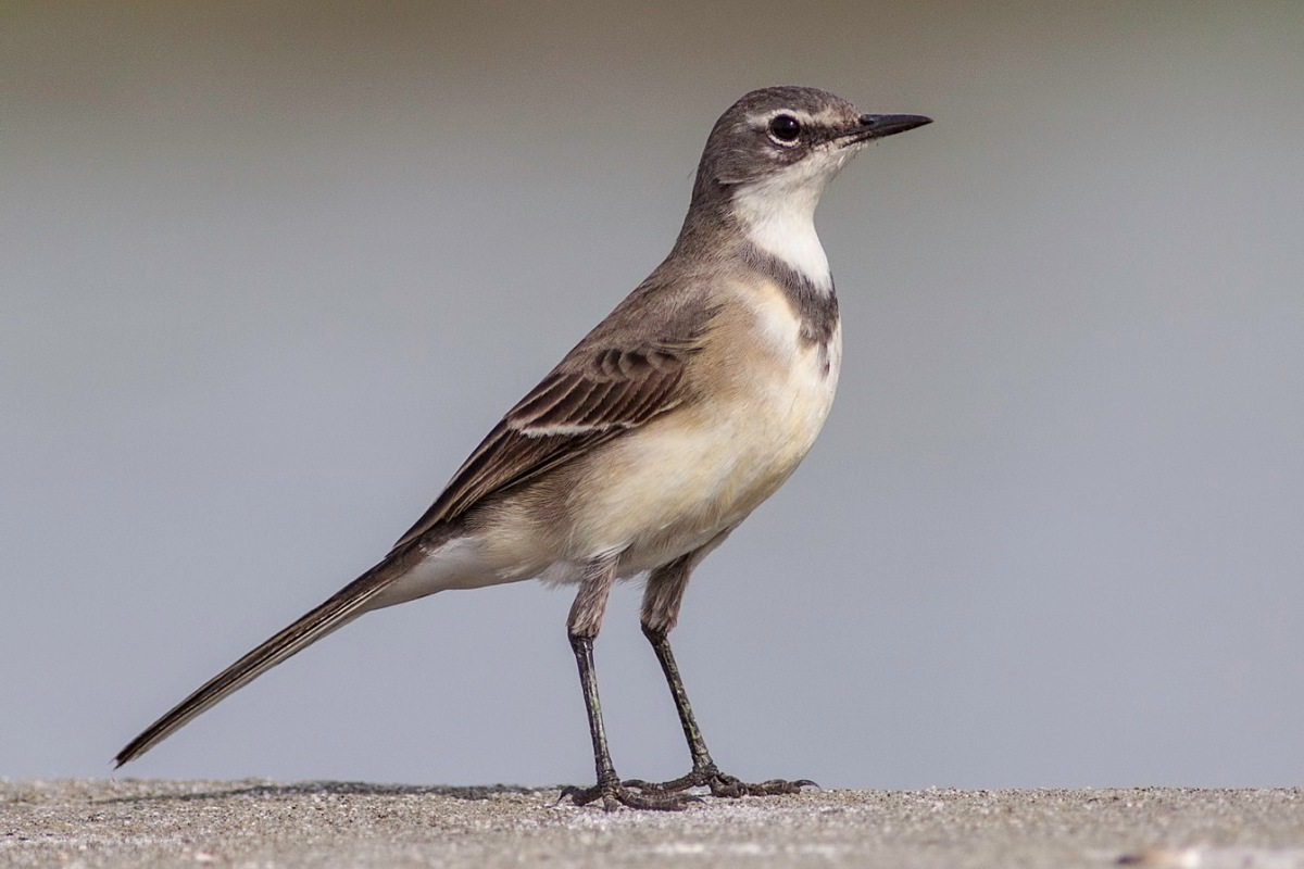 Cape Wagtail